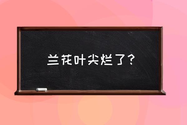 兰花叶尖烂什么原因 兰花叶尖烂了？