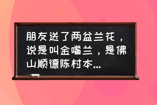 广东佛山那边有球兰花基地吗 朋友送了两盆兰花，说是叫金嘴兰，是佛山顺德陈村本地培养的兰花，网上找不到相关资料。有谁能够讲讲这个？