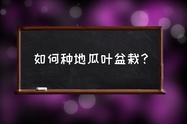 怎样盆栽红薯叶 如何种地瓜叶盆栽？