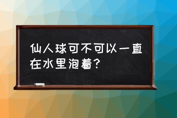 仙人球怎么养金虎水培 仙人球可不可以一直在水里泡着？