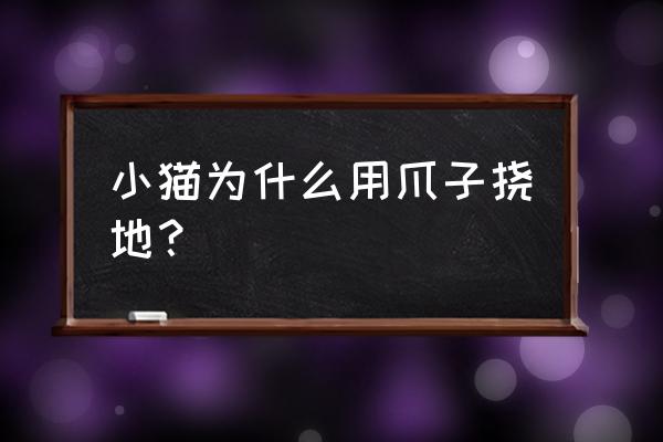 猫咪为什么会扒拉地板 小猫为什么用爪子挠地？