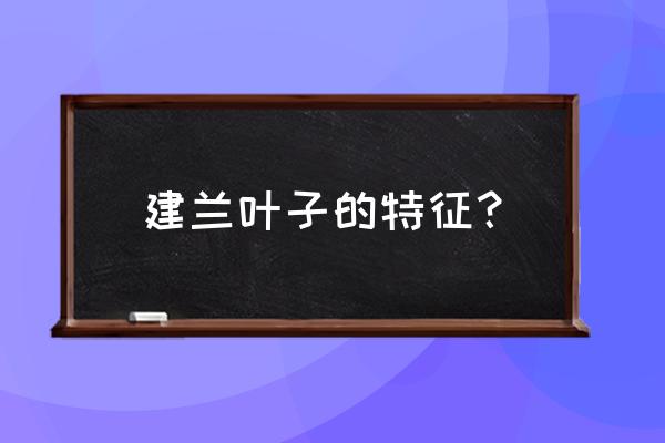 贵州有兰花建兰吗 建兰叶子的特征？