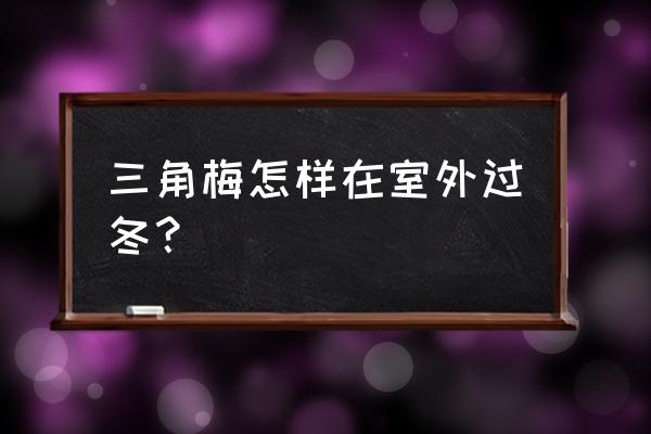 江西三角梅露天怎样过冬 三角梅怎样在室外过冬？