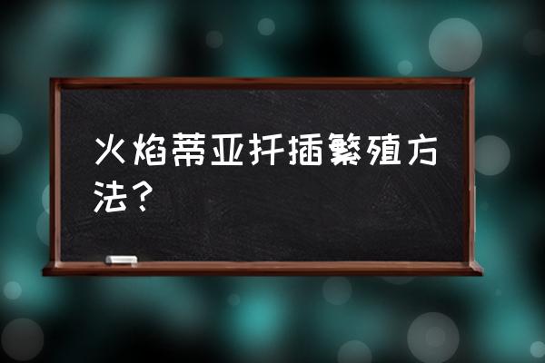 多肉植物蒂亚有没有根 火焰蒂亚扦插繁殖方法？