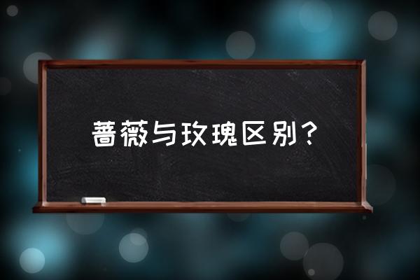 蔷薇与玫瑰有什么不同 蔷薇与玫瑰区别？