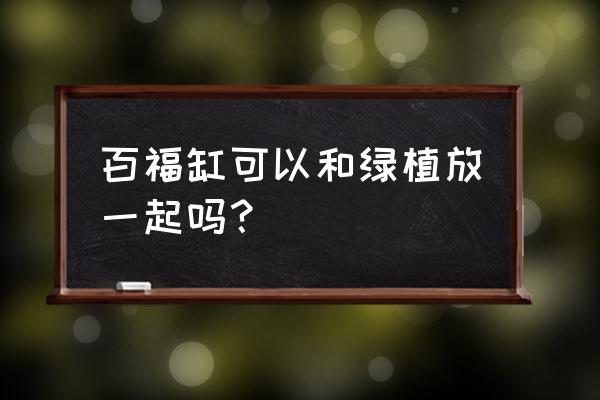 发财树能净化水质吗 百福缸可以和绿植放一起吗？