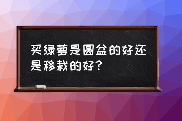 装绿萝的花盆哪儿的好 买绿萝是圆盆的好还是移栽的好?