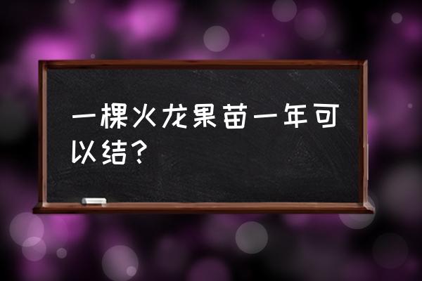 火龙果树一棵能结果吗 一棵火龙果苗一年可以结？