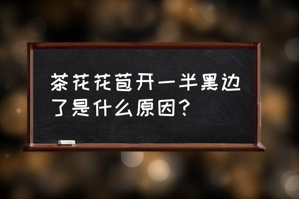 茶花花苞发黑怎么办 茶花花苞开一半黑边了是什么原因？