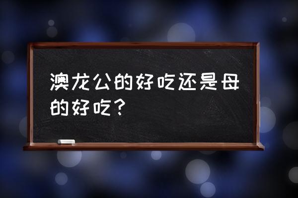 小龙虾公母好吃吗 澳龙公的好吃还是母的好吃？