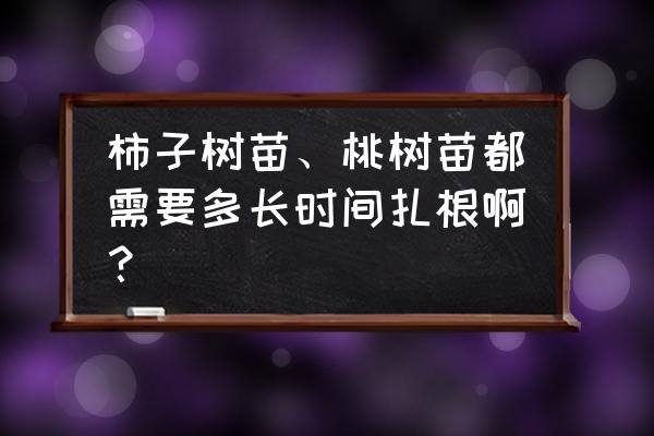 果树种下几天会生根 柿子树苗、桃树苗都需要多长时间扎根啊？