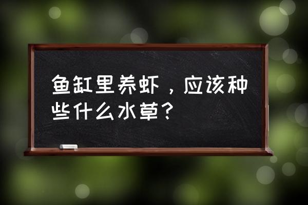 怎么在鱼缸里养虾 鱼缸里养虾，应该种些什么水草？