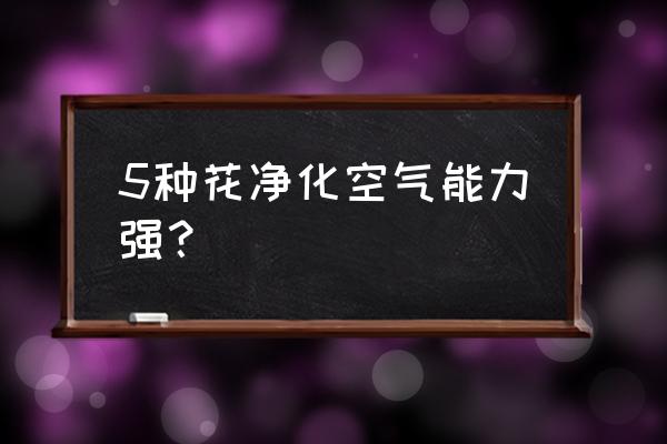 什么盆栽净化空气强 5种花净化空气能力强？