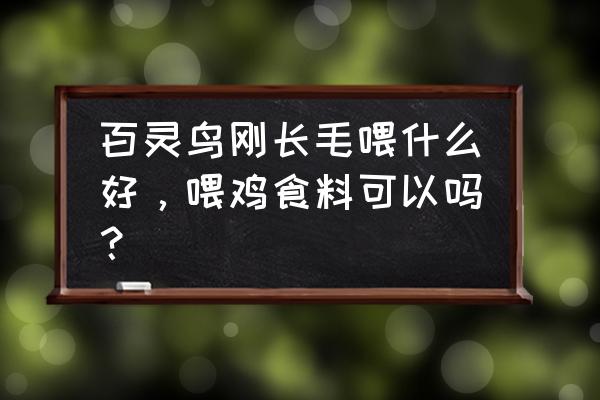 百灵鸟可以喂鸡饲料吗 百灵鸟刚长毛喂什么好，喂鸡食料可以吗？