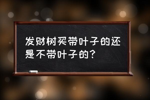 如何挑选小型发财树 发财树买带叶子的还是不带叶子的？