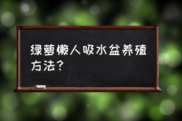 懒人花盆怎么浇 绿萝懒人吸水盆养殖方法？