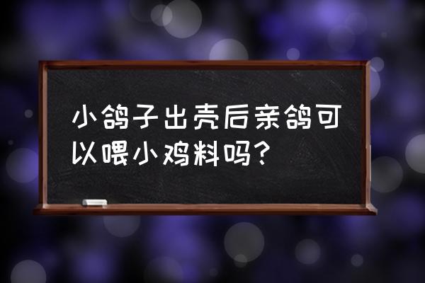 鸽子可以喂鸭饲料吗 小鸽子出壳后亲鸽可以喂小鸡料吗？