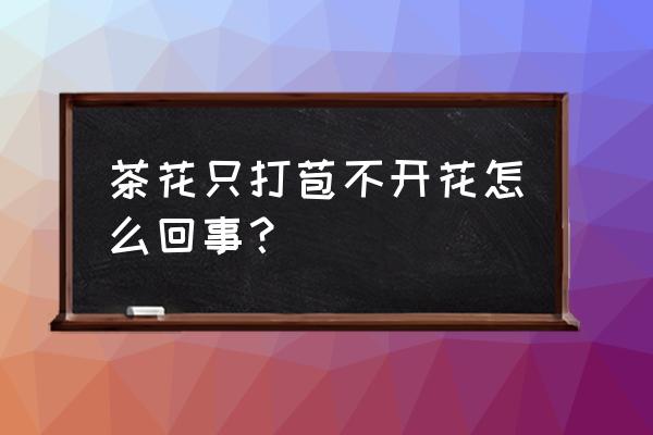 茶花只有花苞不开放怎么办 茶花只打苞不开花怎么回事？