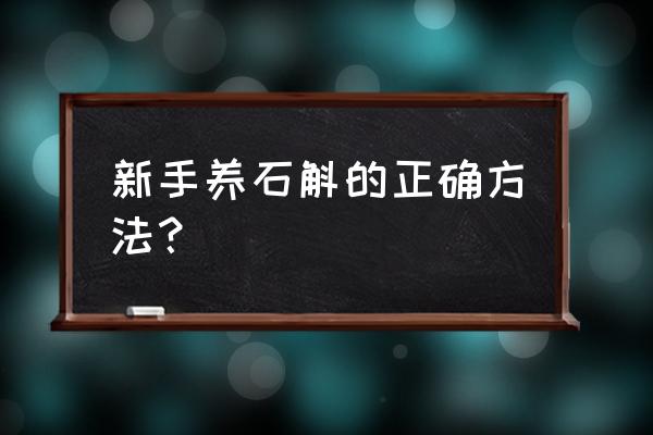 怎么盆栽石斛 新手养石斛的正确方法？