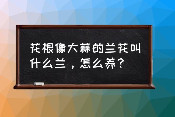 根部像蒜头的是什么兰花 花根像大蒜的兰花叫什么兰，怎么养？