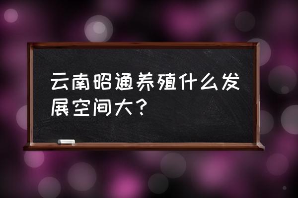 大关县哪里有养猪场批发30 云南昭通养殖什么发展空间大？