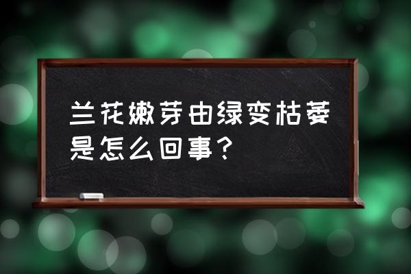 兰花新叶枯黄是什么病 兰花嫩芽由绿变枯萎是怎么回事？