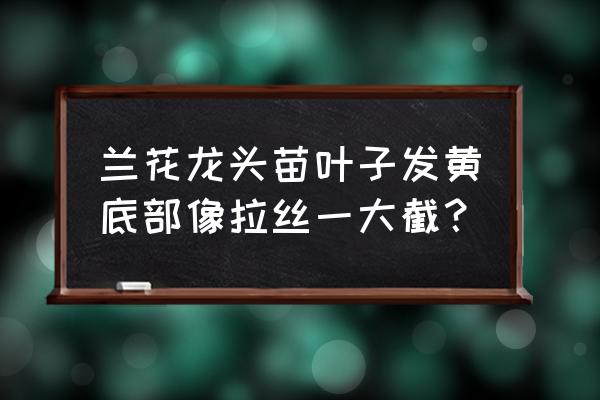 兰花拉丝保一代什么意思 兰花龙头苗叶子发黄底部像拉丝一大截？