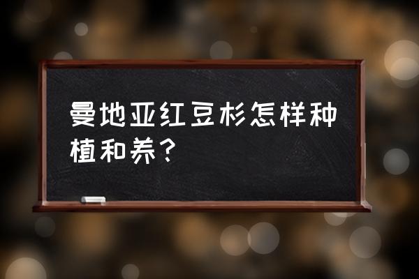 兰州有曼地亚红豆杉盆景基地吗 曼地亚红豆杉怎样种植和养？