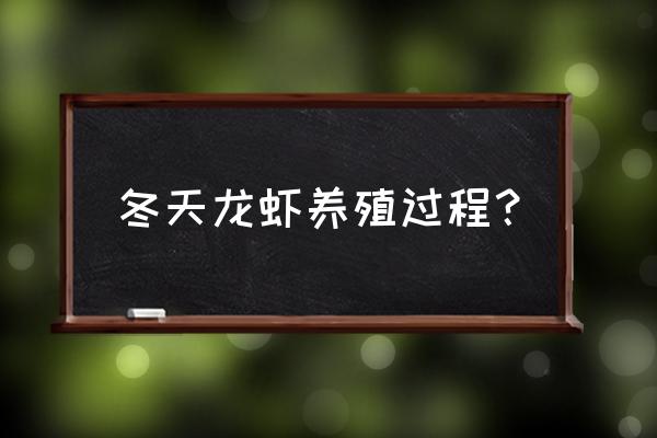 养龙虾冬天喂饲料吗 冬天龙虾养殖过程？