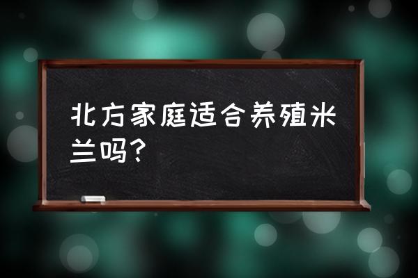 米兰花适合东北养吗 北方家庭适合养殖米兰吗？