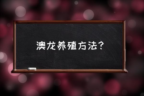 澳洲大龙虾养殖技术哪里可以学 澳龙养殖方法？