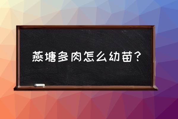 燕园花卉多肉种植基地怎么样 燕塘多肉怎么幼苗？