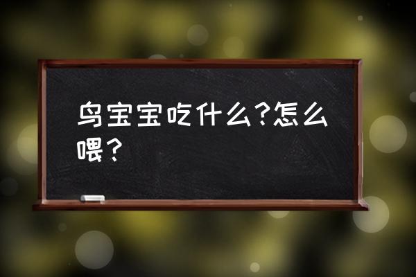 金眶鸻雏鸟喂它吃饲料行吗 鸟宝宝吃什么?怎么喂？