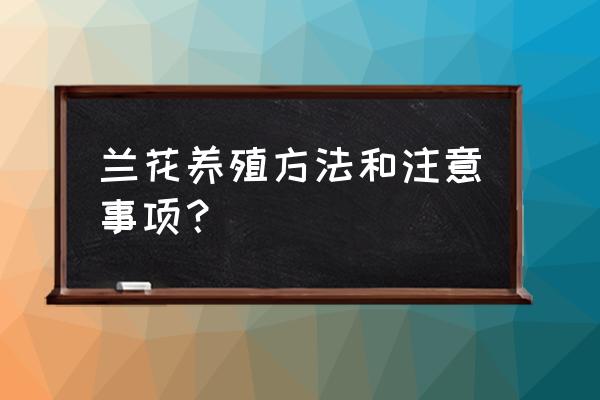 兰花怎么养殖技巧和注意事项 兰花养殖方法和注意事项？