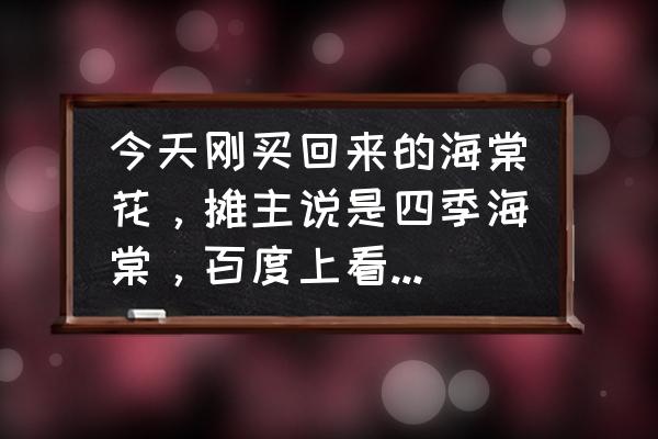 四季海棠和海棠花有区别吗 今天刚买回来的海棠花，摊主说是四季海棠，百度上看感觉又像是丽格海棠，反正我是傻傻分不清楚？