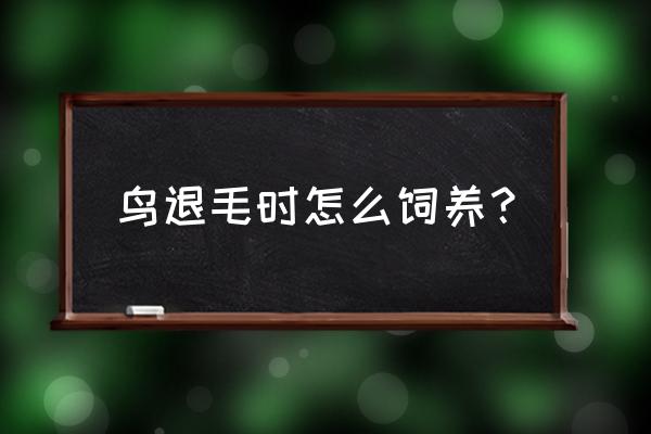 红嘴蓝鹊换毛吃什么饲料好 鸟退毛时怎么饲养？