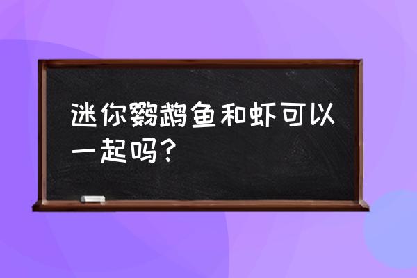 宝蓝鹦鹉为什么不能和虾同养 迷你鹦鹉鱼和虾可以一起吗？