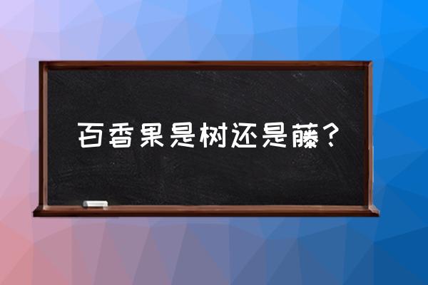 百香果树是植物吗 百香果是树还是藤？