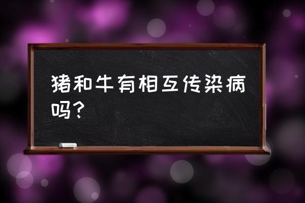 猪蓝耳病会传染给牛吗 猪和牛有相互传染病吗？