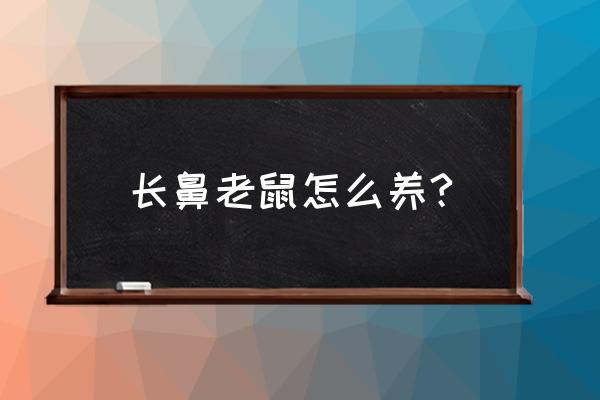 水老鼠怎么养殖技术 长鼻老鼠怎么养?