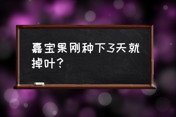 嘉宝果树掉叶子是什么原因 嘉宝果刚种下3天就掉叶？