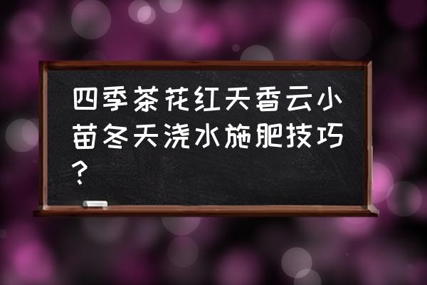 四季茶花怎样施肥 四季茶花红天香云小苗冬天浇水施肥技巧？