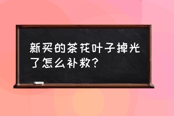 新买的茶花叶子都掉了怎么办 新买的茶花叶子掉光了怎么补救？