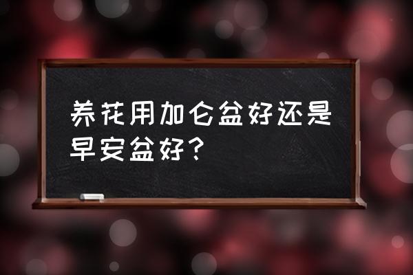 加仑花盆栽花怎么样 养花用加仑盆好还是早安盆好？