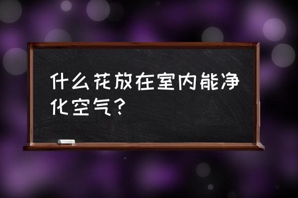 净化室内的空气植物有哪些 什么花放在室内能净化空气？