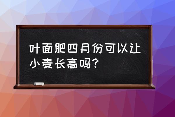 小麦什么时候施叶面肥 叶面肥四月份可以让小麦长高吗？