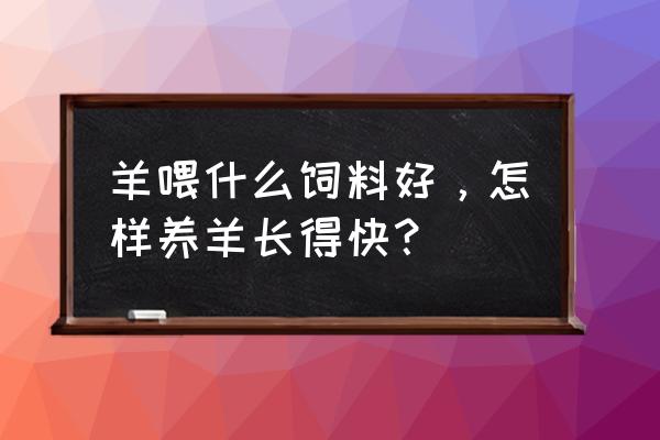 羊吃啥饲料长得快 羊喂什么饲料好，怎样养羊长得快？