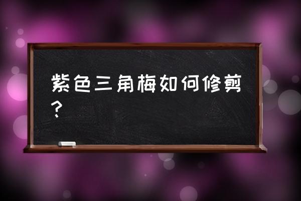 怎么修剪三角梅塔紫 紫色三角梅如何修剪？