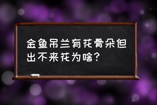 金鱼吊兰花苞几天开花 金鱼吊兰有花骨朵但出不来花为啥？