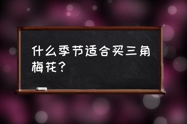 三角梅什么时候买合适 什么季节适合买三角梅花？